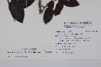 刻脈冬青藏品圖，第2張