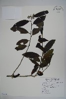 忍冬葉冬青藏品圖，第1張