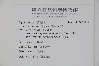 忍冬葉冬青藏品圖，第2張