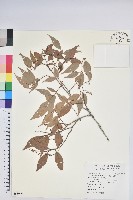 鞍馬山越橘藏品圖，第1張