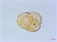 鞍馬山越橘藏品圖，第3張