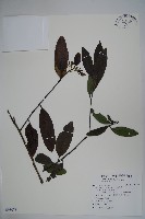 忍冬葉冬青藏品圖，第1張