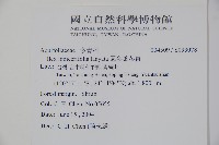 忍冬葉冬青藏品圖，第2張