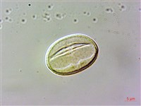 白校欑藏品圖，第2張