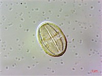 白校欑藏品圖，第3張