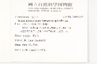 星果佛甲草藏品圖，第2張