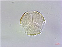 星果佛甲草藏品圖，第2張