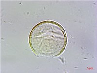 星果佛甲草藏品圖，第3張