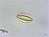 星果佛甲草藏品圖，第4張