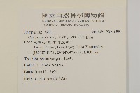日本假蓬藏品圖，第2張