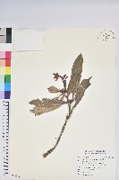 臺灣杜鵑藏品圖，第1張