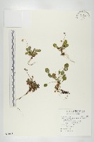 倒卵葉裂緣花藏品圖，第1張