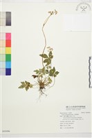 五葉黃連藏品圖，第1張