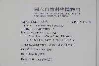 阿里山忍冬、漸尖葉忍冬藏品圖，第2張