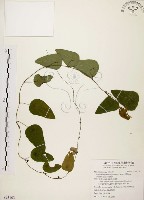 千金藤、金線吊烏龜藏品圖，第1張