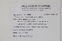 酸藤藏品圖，第2張