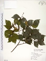朴樹藏品圖，第1張
