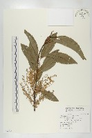 杜英、山杜英、蘭嶼杜英藏品圖，第1張