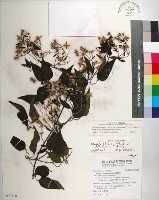 大肚山威靈仙藏品圖，第1張