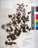 大肚山威靈仙藏品圖，第1張