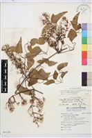 大肚山威靈仙藏品圖，第2張