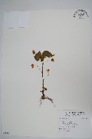 登錄號:S093124藏品圖，第1張