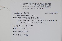爵床藏品圖，第2張