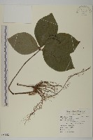 臺灣及己藏品圖，第1張