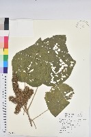 野桐藏品圖，第1張