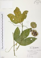 西番蓮、百香果藏品圖，第1張