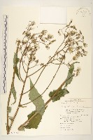鬼苦苣菜藏品圖，第1張