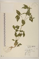 小米菊藏品圖，第1張