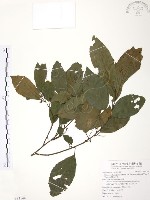 台灣山桂花藏品圖，第1張