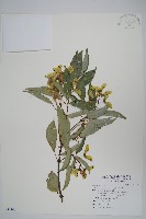 樟葉槭, 飛蛾子樹藏品圖，第1張