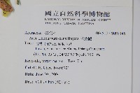 樟葉槭, 飛蛾子樹藏品圖，第2張