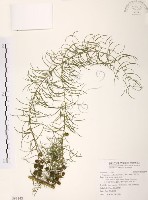 天門冬藏品圖，第1張