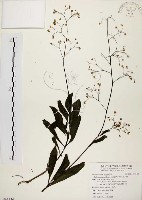 土人參藏品圖，第1張