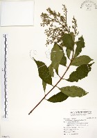 九芎藏品圖，第1張