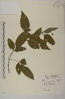 大花咸豐草藏品圖，第1張