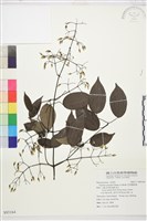 柱果鐵線蓮藏品圖，第2張