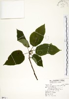 構樹藏品圖，第1張