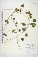 野牽牛藏品圖，第1張