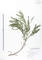 銀合歡藏品圖，第1張