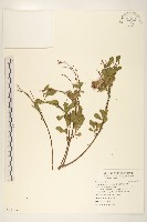 鯽魚膽、闊苞菊藏品圖，第1張