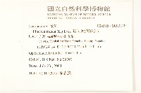 鯽魚膽、闊苞菊藏品圖，第2張