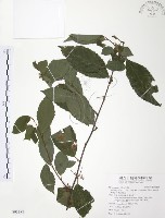 台灣山桂花藏品圖，第1張