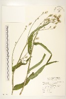 鵝仔草藏品圖，第1張