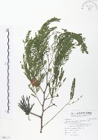 銀合歡藏品圖，第1張