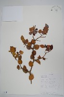 登錄號:S093219藏品圖，第1張