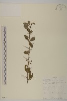登錄號:S093222藏品圖，第1張